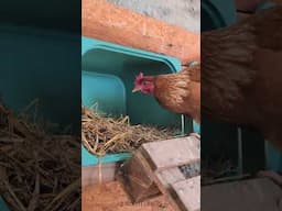 Genius hacks for raising your chickens on the farm! 🐓