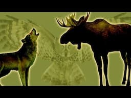 Animals of the Boreal Forest Biome 🌲 Wolf, Lynx, Moose, Hare, Owl...