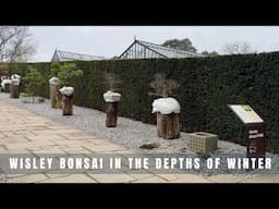 Wisley Bonsai in the Depths of Winter