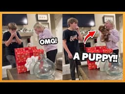 CHRISTMAS PUPPY SURPRISE COMPILATION 2024 !