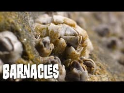 Barnacles | In The Field