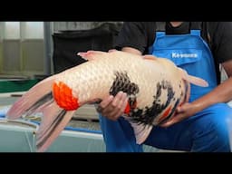 The Process of Making Koi Fish, One of The World's Top Three Collectables / Japan