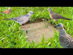 how to make bamboo bird trap