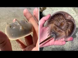 Horseshoe Crab 🦀 A Living Fossil!