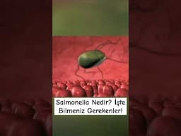 Salmonella Nedir? Bilmeniz Gerekenler #shorts