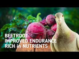 IMPROVED ENDURANCE and REDUCED LACTIC ACID with the help of BEETROOT that Rich in Nutrients