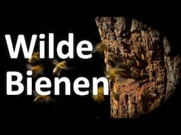 Fund: Wilde Honigbienen im hohlen Baum? Wie lebt die Dunkle Biene im Baumstamm? - Klotzbeute Bienen