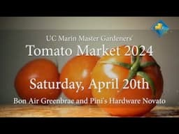 Tomato Market 2024