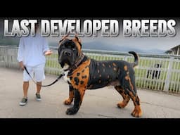 10 Modern Dog Breeds Developed in Recent Years