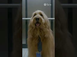 Severance, but for dogs… #severance #goldendoodle #talkingdog #appletv