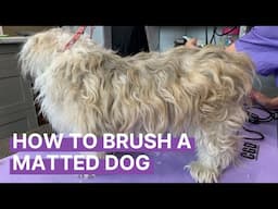 How to Brush Out a Matted Dog