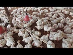 Rearing Tons of Chickens at a Popular Jamaican High School. A Must Watch