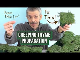 Growing Creeping Thyme: How to Propagate from Cuttings (Simple & Easy)