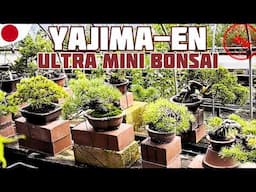 YAJIMA-EN la Pépinière de l'Ultra Mini Bonsaï - 小品盆栽のやじま園 - 🌱 NEJIKAN BONSAI 🌱