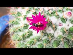 TYPES OF POLLINATION | SUCCULENT CARE TIPS