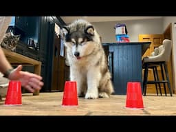 Is My Husky Smart Enough For The Cup Challenge?? Who Cares If They’re This Cute!!