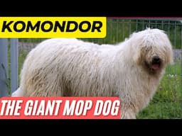 The GIANT MOP DOG - The KOMONDOR