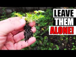 5 Benefits Of Winter Weeds Garden Quickie Episode 227