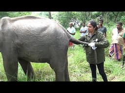 Trapped Baby Elephant's Miraculous Rescue – You Won't Believe How They Saved Him!