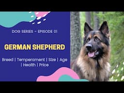 Ep. 01 - GERMAN SHEPHERD DOG | Best Dog Breed in India | Health, Training & Price | The Tails Tale