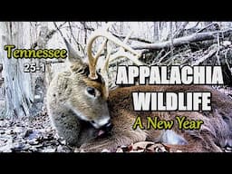 Appalachia Wildlife Video 25-1 of AS THE RIDGE TURNS in the Foothills of the Great Smoky Mountains