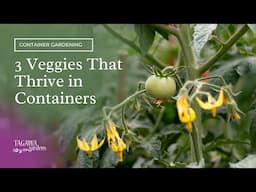 3 Veggies that Thrive in Containers