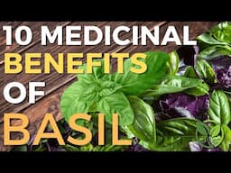 🌿Top 10 Surprising Medicinal Benefits Of Basil! (MUCH MORE THAN A KITCHEN HERB)