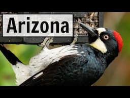 Arizona - LIVE Bird Feeder Camera