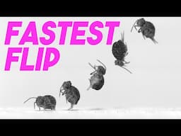 Springtails do the fastest backflip on earth!