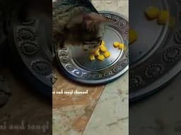 Homemade food for cats and kittens 😸 vegetarian diet - sweet corn 😸 #shamiandsangichannel #shorts