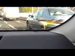 Wild bird hitches a ride on our car bonnet!