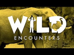 Wild Encounters: Elephant - Teaser