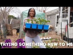 Brussels Sprouts and Tree Collard Trial | What Survived 10 Degrees In My Garden? | Winter Garden