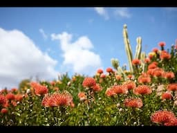 episode 102  protea arrangement  Resendiz Brothers