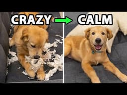 Do This Every Day For A Calm Golden Retriever