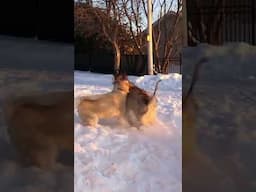 Alaskan malamutes having fun in the snow. ❄️