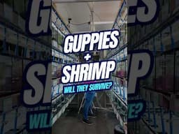 Will Guppies EAT Shrimp  |  Shrimp in Fish Tank