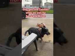 Hurricane Milton gives a dog a Zoomies #rvlife #hurricane #shorts #dog