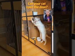 Funny video of cats opening doors 😹 #catshorts #funnycatvideos #funnycatshorts #catvideos #catvideos