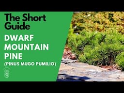 The Short Guide to the Dwarf Mountain Pine (Pinus Mugo Var. 'Pumilio')