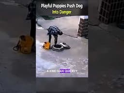 Playful Puppies Push Dog Into Danger