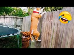 New Funny Cat and Dog Videos 😹🐶 Funniest Animals 🤣