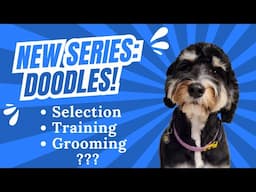 New Video Series: Doodles!