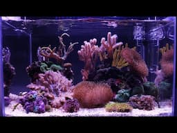 NOT MY FIRST SALTWATER AQUARIUM | SIMPLE NANO REEF TANK