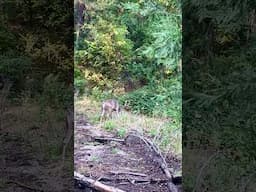 A TANK of a BUCK in the Yosemite Village Parking Lot! #deerhunting