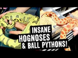 INSANE HOGNOSE & BALL PYTHON MORPHS!! VISIT TO REPTILES FOR CENTURIES!