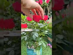 Unique Plant Propagation!🍃 #plants #shortvideo #garden #gardenideas #flowers #propagation #ideas