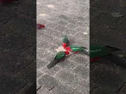 KING PARROTS AND ROSELLAS GETTING FED (SHORTS)