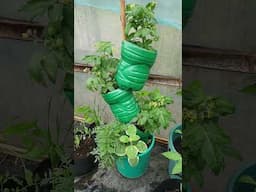 Stackable Planter for dwarf tomato #organicgarden #viralvideo #viralshort #nature #fruit #gardening