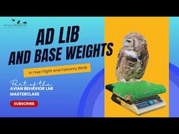 Why I don’t use ad lib weights or base weights:  falconry and free flight birds